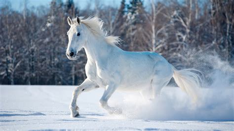 #8.2890, White, Horse, Running, Snow Field, Nature, 4K Wallpaper