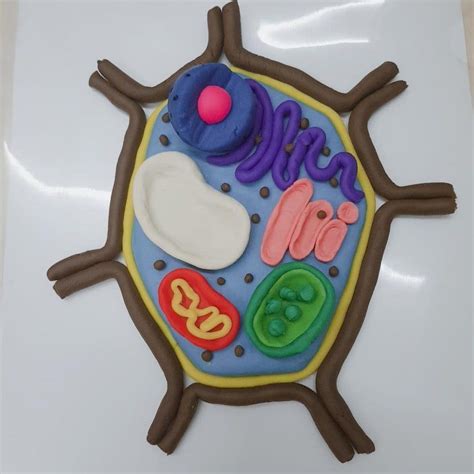 Clay plant cell model I made for a project! | Plant cell model, Cell ...