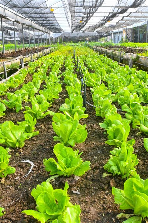 Premium Photo | Organic green butterhead lettuce in fertile soil provides rich nutrients ...