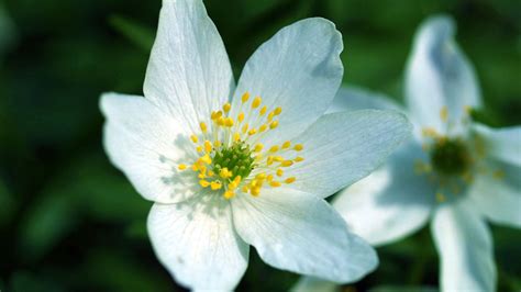 Wood anemone (Anemonoides nemorosa) - Woodland Trust