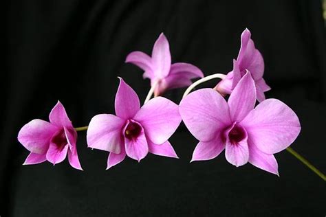 Cooktown Orchid by triciaoshea | Orchids, Orchid tattoo, Australian plants