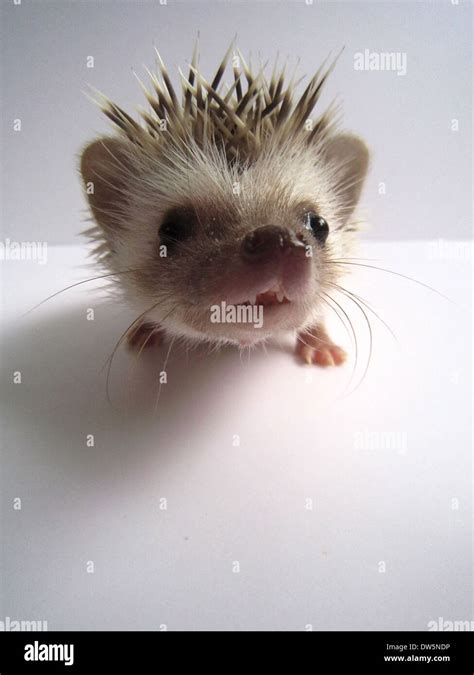 African Pygmy Hedgehog Stock Photo - Alamy