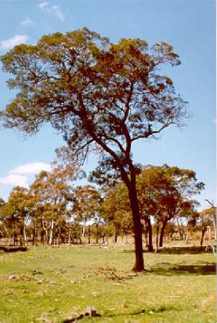 Natural form of black wattle tree and its plantation. | Download Scientific Diagram