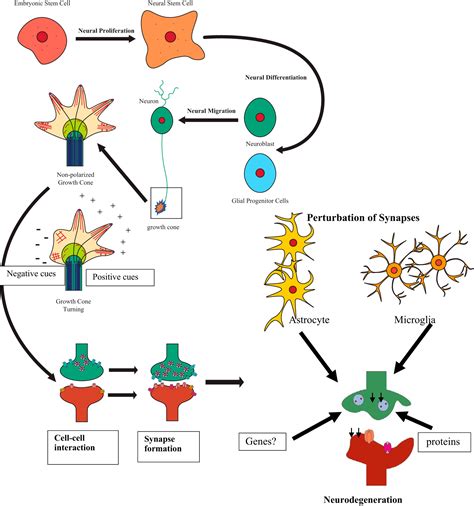 Synapse formation: from cellular and molecular mechanisms to ...