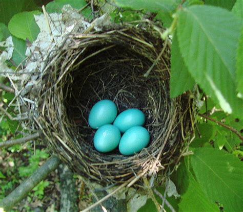 Wood Thrush nest and eggs | Flickr - Photo Sharing!