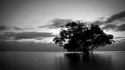 Black and White Nature Wallpaper (60+ images)