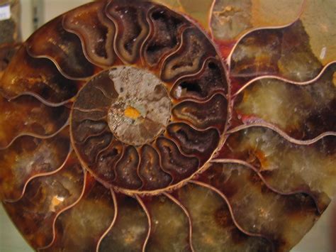 Nautilus fossil | jeco | Flickr