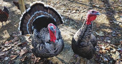 About Narragansett Turkeys: An Older And Showier Turkey Variety