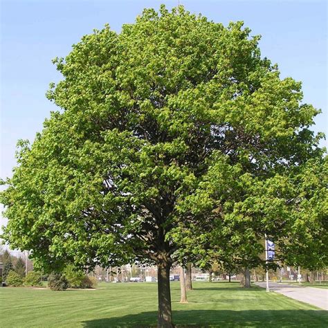 NORWAY MAPLE Acer Platanoides - 20 SEEDS