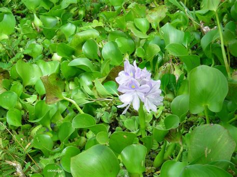 A Wandering Botanist: Plant Story--The Beautiful Horrible Water Hyacinth