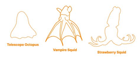 Vampire Squid (Vampyroteuthis infernalis) Dimensions & Drawings ...