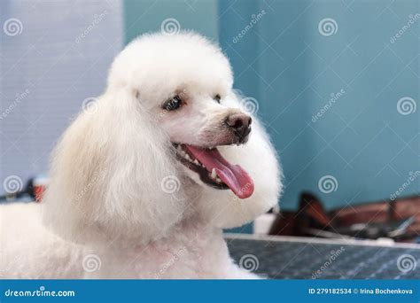 A White Trimmed Poodle Poses in a Grooming Salon Stock Photo - Image of obedient, puppy: 279182534