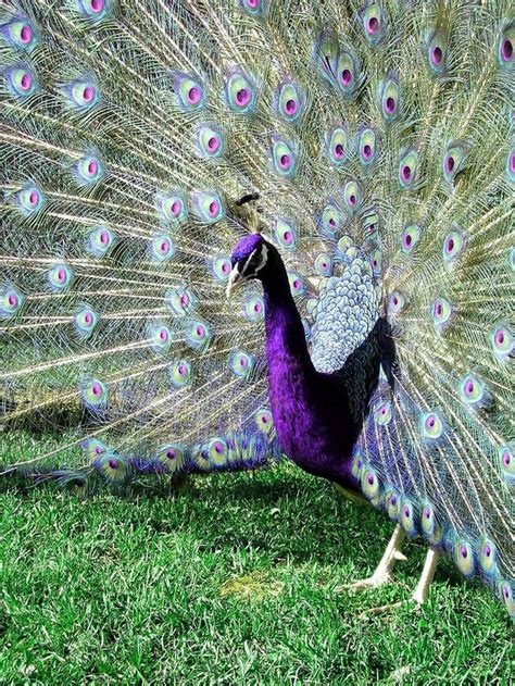 127 best images about Peacocks on Pinterest | Peacocks, Peafowl and Feathers