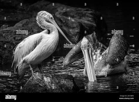 Animals in the Singapore Zoo Stock Photo - Alamy