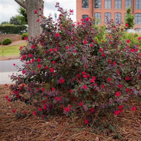 Ever Red Loropetalum | Dark Red Evergreen Shrub — PlantingTree.com