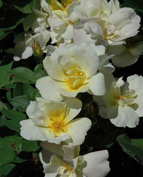 Rose 'Sunny Knock Out' | Kennedy's Country Gardens | Garden Center ...