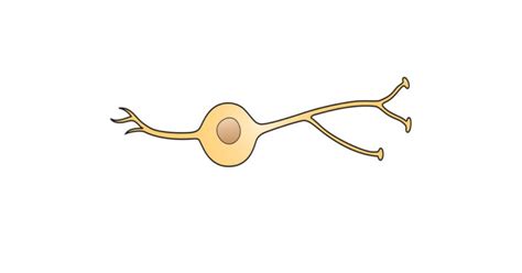 Neuronas bipolares: morfología, ubicación y funciones