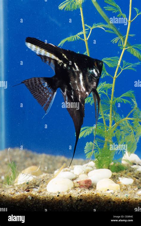 black fish in aquarium fish tank Stock Photo - Alamy