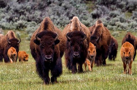 Yellowstone National Park's 150th Anniversary | Tours of Distinction | Escorted Vacation ...