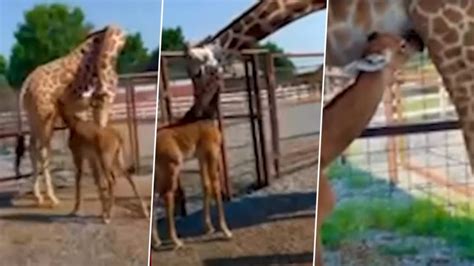 Rare Spotless Giraffe Video: Baby Giraffe Born Without Spots at Tennessee Zoo, Believed To Be ...