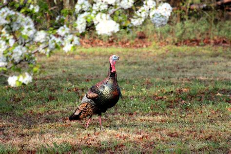 Tom Turkey In Spring Free Stock Photo - Public Domain Pictures