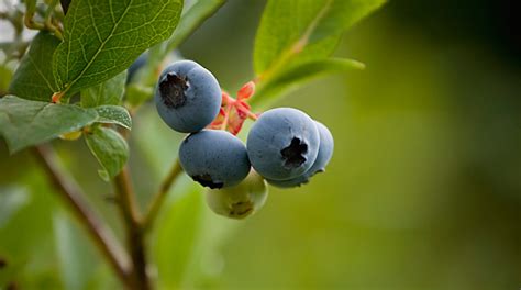 Bilberry fruit powder – NutraWiki