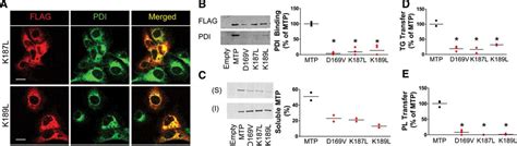 Novel Abetalipoproteinemia Missense Mutation Highlights the Importance of the N-Terminal β ...