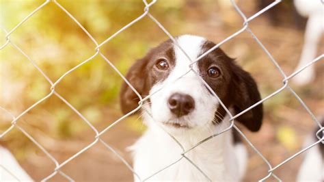 Triste record : la SPA surchargée suite au très grand nombre d’abandons de chiens et chats cet ...