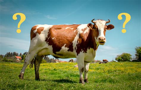 How Much Methane Gas Does A Cow Produce In Day - All About Cow Photos