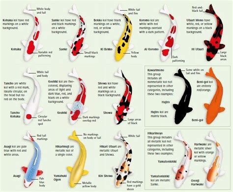 types of koi infographic chart guide | Koi fish tattoo, Koi fish tattoo meaning, Koi fish ...