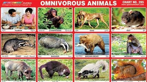 Animals that eat both plants and meat | Omnivorous animals, Animals, Herbivore and carnivore