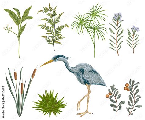 Heron bird and swamp plants. Marsh flora and fauna. Isolated elements ...