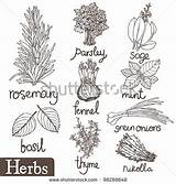 Thyme Herb Coloring Pages  Herbs Illustration Image sketch template