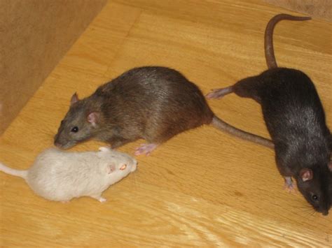 Rats vs Gerbils | Flickr - Photo Sharing!