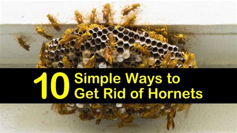 10 Simple Ways to Get Rid of Hornets