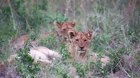 Young lion cubs lying in the grass 1277744 Stock Video at Vecteezy