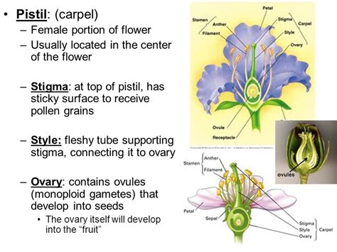 Flower Parts And Functions Quiz