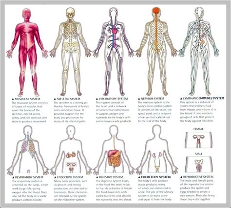 12 organ systems – Graph Diagram