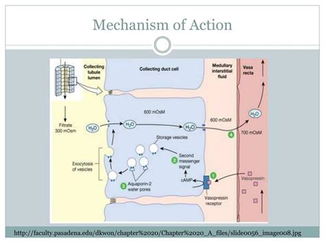 PPT - Vasopressin PowerPoint Presentation, free download - ID:2094744