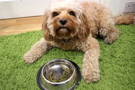 Crusted Green Beans Dog Treat Recipe | BorrowMyDoggy - Leaving Pawprints of Happiness