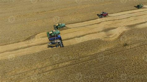 Harvesting wheat harvester. Agricultural machines harvest grain on the ...