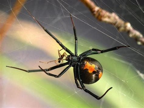 Spider love: how arachnids survive deadly mating rituals