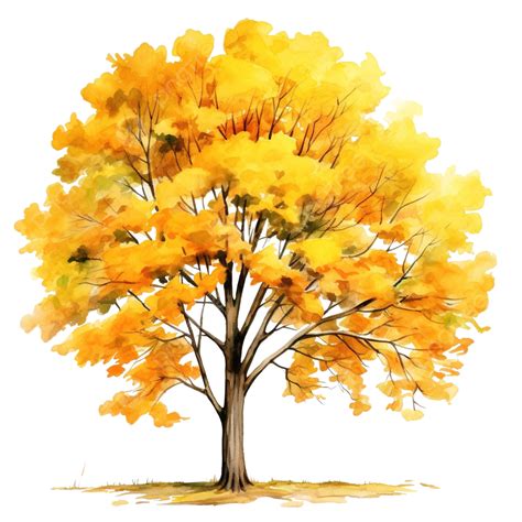 Autumn Tree With Yellow Leaves Watercolor Illustration For Decorative Element, Botanical, Autumn ...