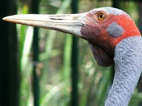 Brolga (Grus rubicunda)