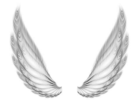 Two Wings Free Stock Photo - Public Domain Pictures