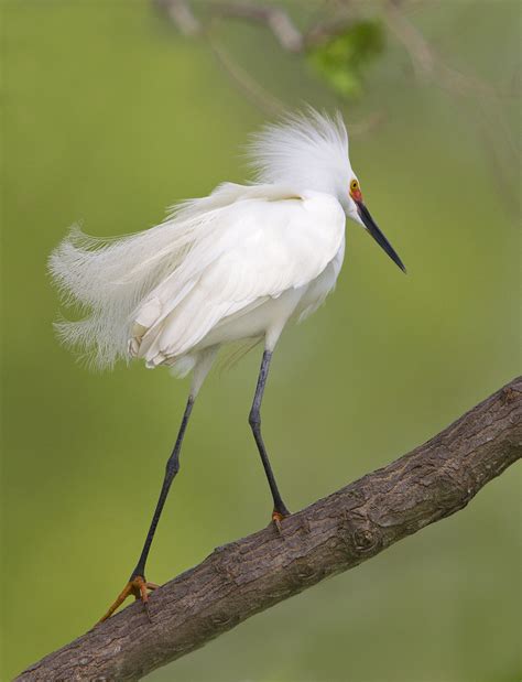 snowy egret | breeding colors | Darlene Boucher | Flickr