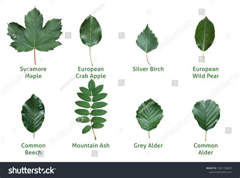 Overview Different Types Leaves Names库存照片1361194025 | Shutterstock