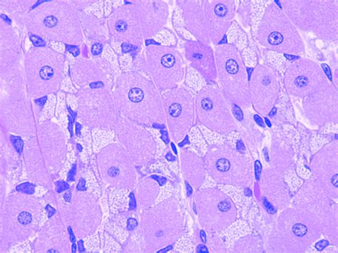 Parietal Cells