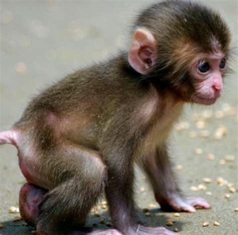 Pin by Kate OReilly on Too Cute! | Cute baby animals, Cute animals, Cute baby monkey