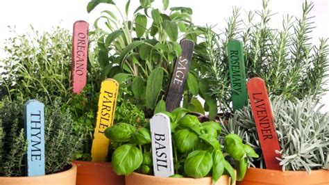 40 Plant Herb Companion Planting Chart And Their Benefits